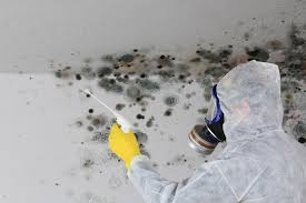 Why You Should Choose Our Mold Remediation Services in Port St Lucie, FL